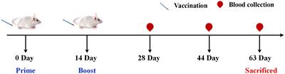 Improvement influenza vaccine immune responses with traditional Chinese medicine and its active ingredients